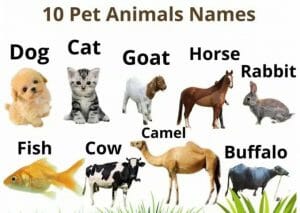 10 Pet Animals Names