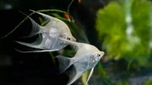 Angelfish | Pet Fish Types