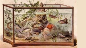 Aquarium Fish History