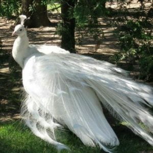 Are White Peacock Rare?