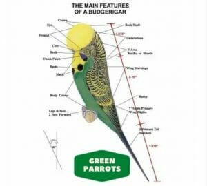 Budgie Green Parrot