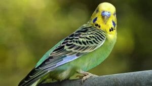 Budgies Can Learn to Talk Better Than Some Larger Parrots.