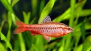 Cherry Barb | Aquarium Fish 