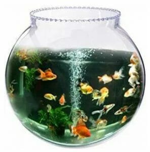 Fish Bowl | Pet Fish Types