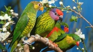 Green Is the Only Natural Color for Budgies