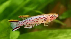 Killifish | Pet Fish Types
