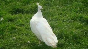 Male White Peafowl Has a More Attractive Appearance