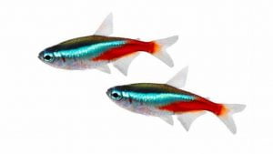 Neon Tetra | Aquarium Fish 