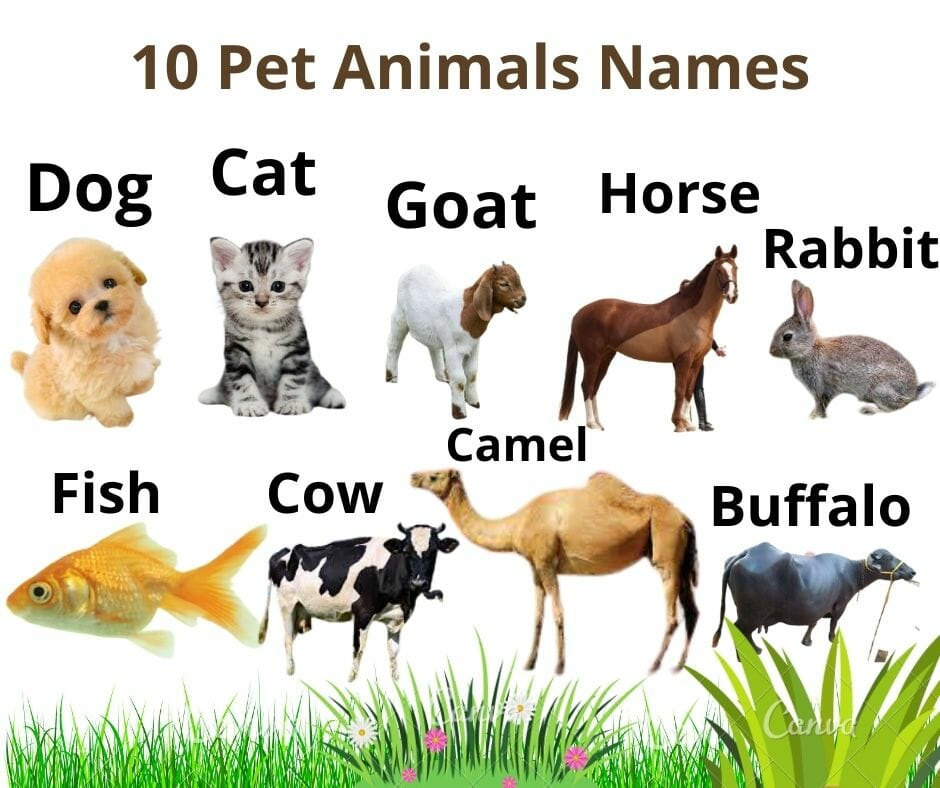 Top 10 Pet Animals | List of Best Domestic Animals