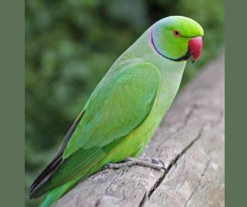Green Parrot Guide For Green Parrots To Keep As Pet