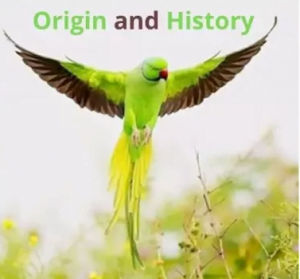 Origin and History