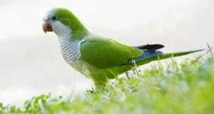 Quaker Green Parrot