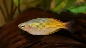 Rainbowfish | Pet Fish Types