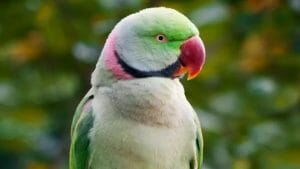Ringnecks Green Parrot