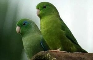 They're One of the Smallest True Parrot Species