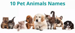 Top 10 Pet Animals