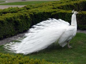 White Peacock Symbolism