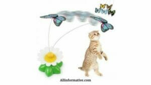 Pet toy | Top AliExpress Products