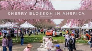 Cherry Blossom In America
