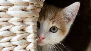 Behavioral problems | Cat Facts 