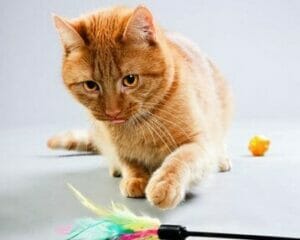 Cats Behaviour | Cat Facts 