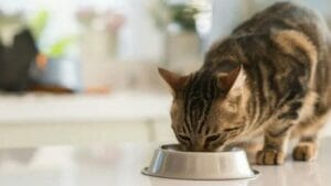 Smell and Taste | Cat Facts 