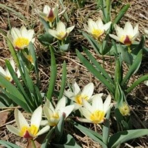Methods | Tulipa kaufmanniana