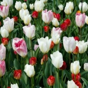Tulip Wallpapers | Tulipa kaufmanniana