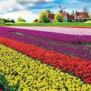 Tulip Wallpapers