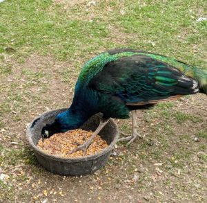 Peacock Food