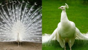 Difference Between Male and Female Peacock
