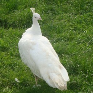 Female White Peacock