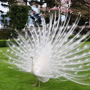 Male White Peacock